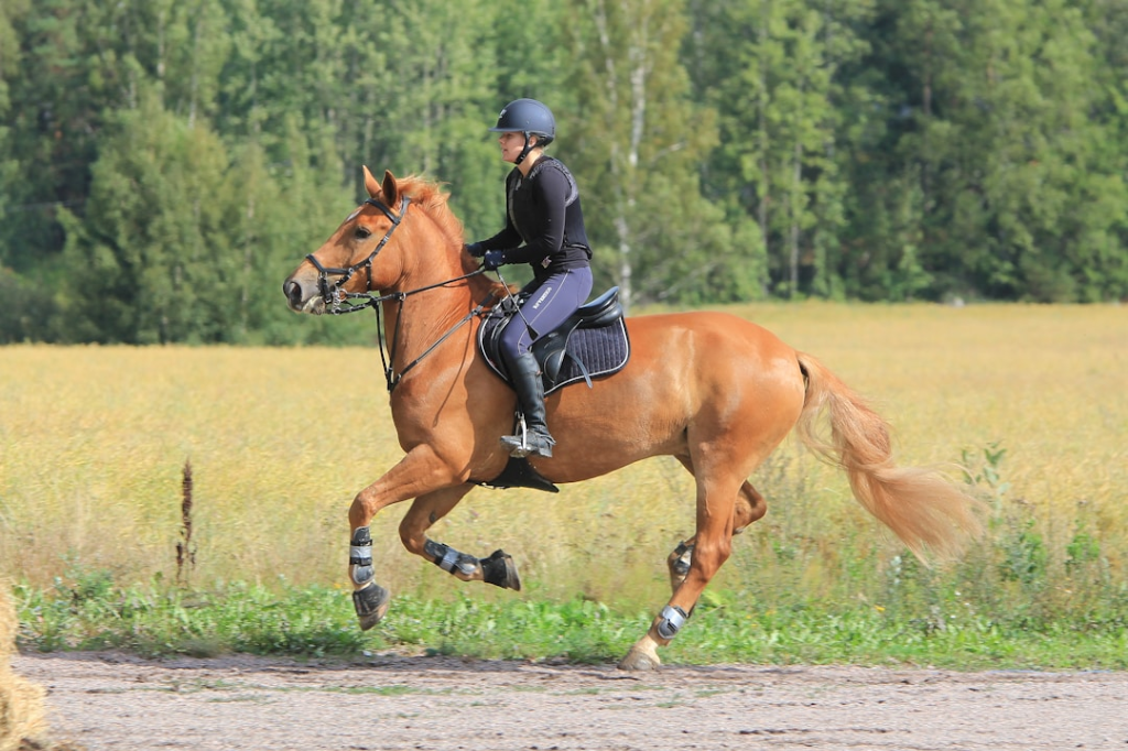 casques d'équitation pour adultes